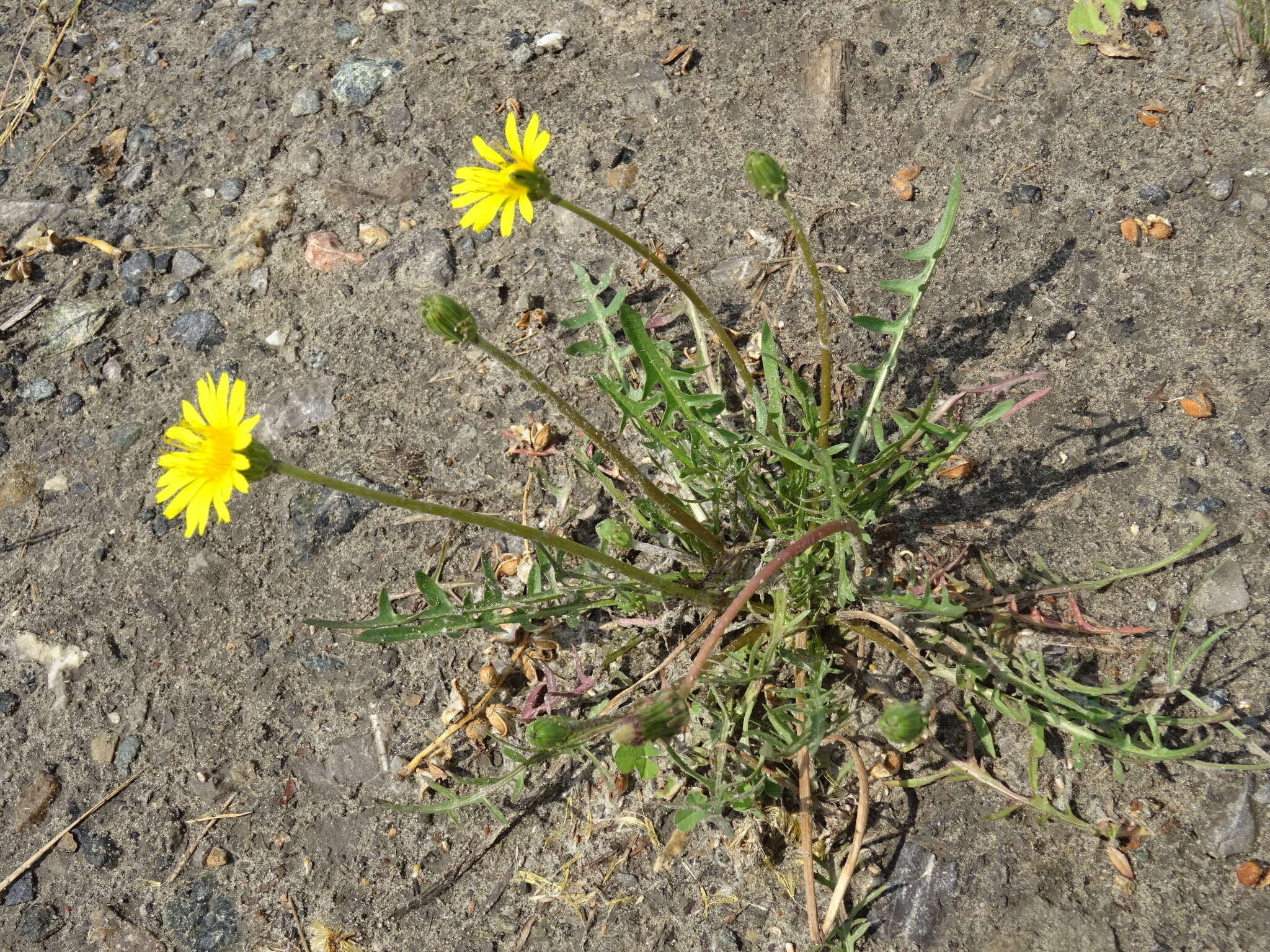 Image of Taraxacum scariosum (Tausch) Kirschner