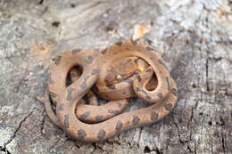 Sivun Leptodeira polysticta Günther 1885 kuva