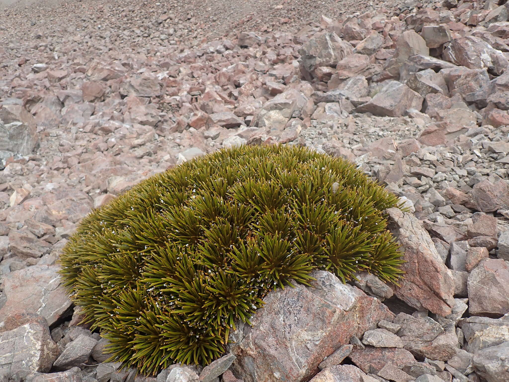 Imagem de Aciphylla dobsonii Hook. fil.