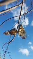 Image of Acraea encedon Linnaeus 1758