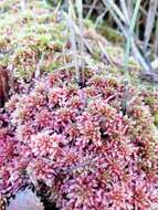 Sphagnum violascens C. Müller 1887的圖片