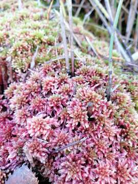 Imagem de Sphagnum violascens C. Müller 1887