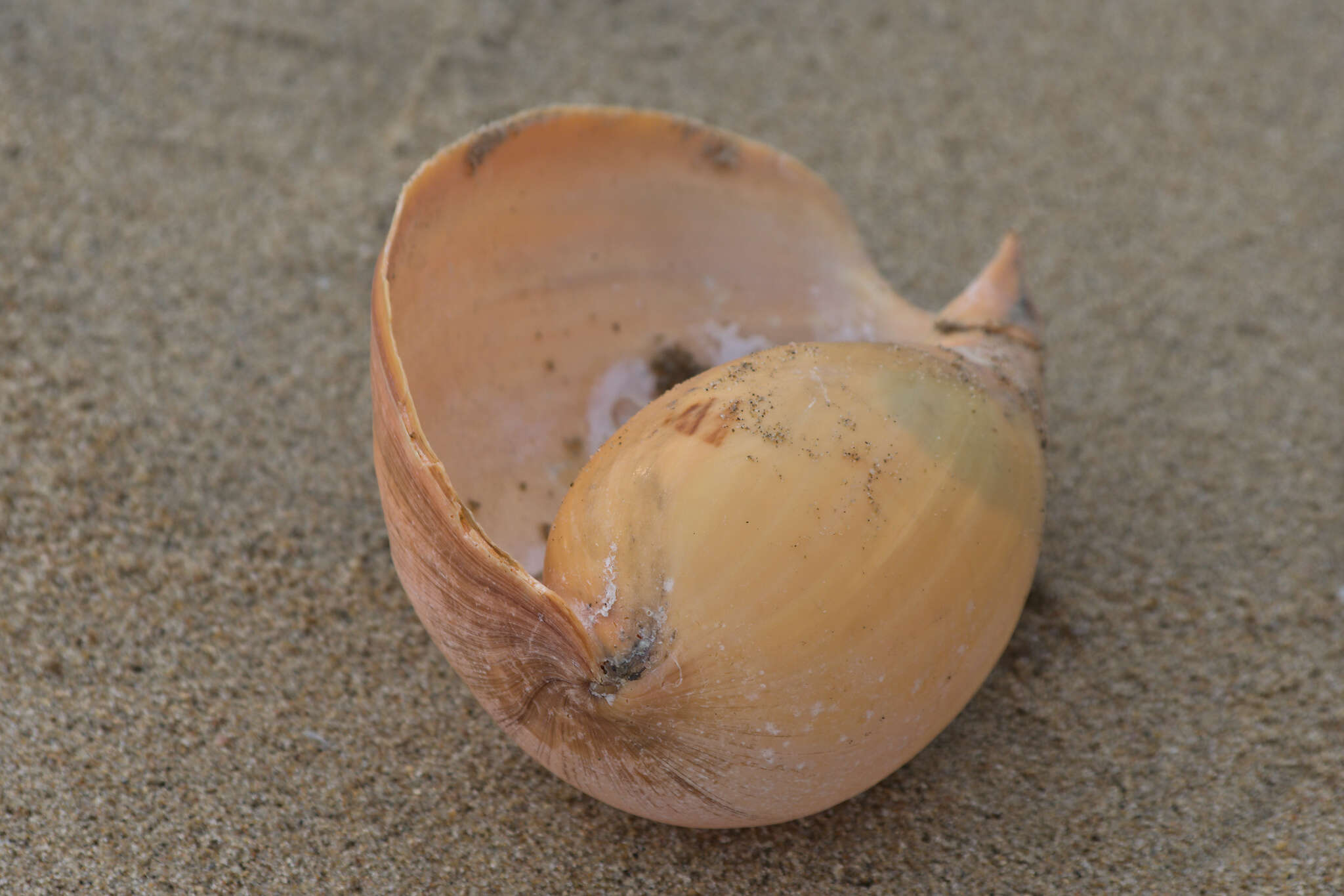 Image of Bailer shell