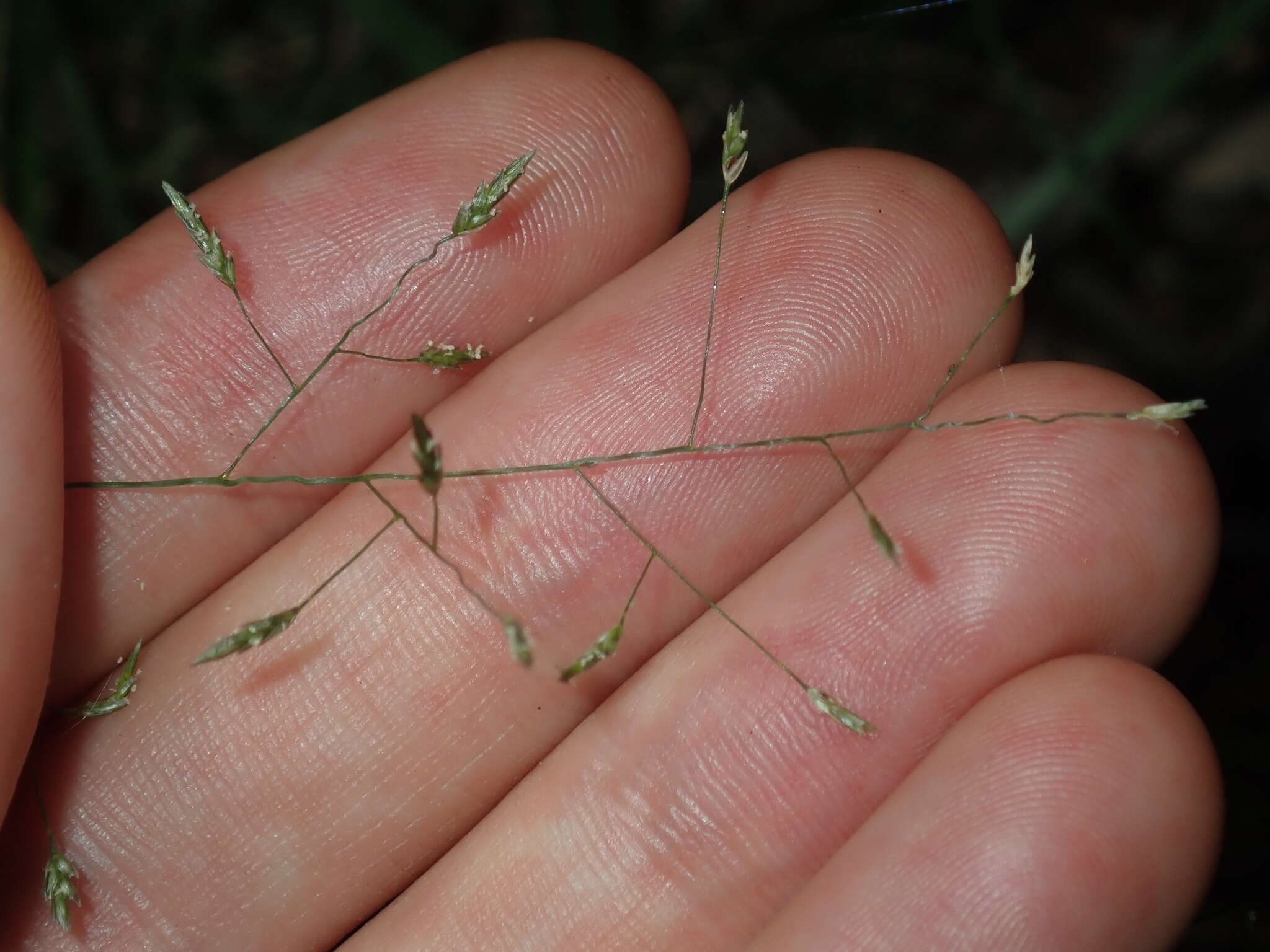 Image of Australian lovegrass