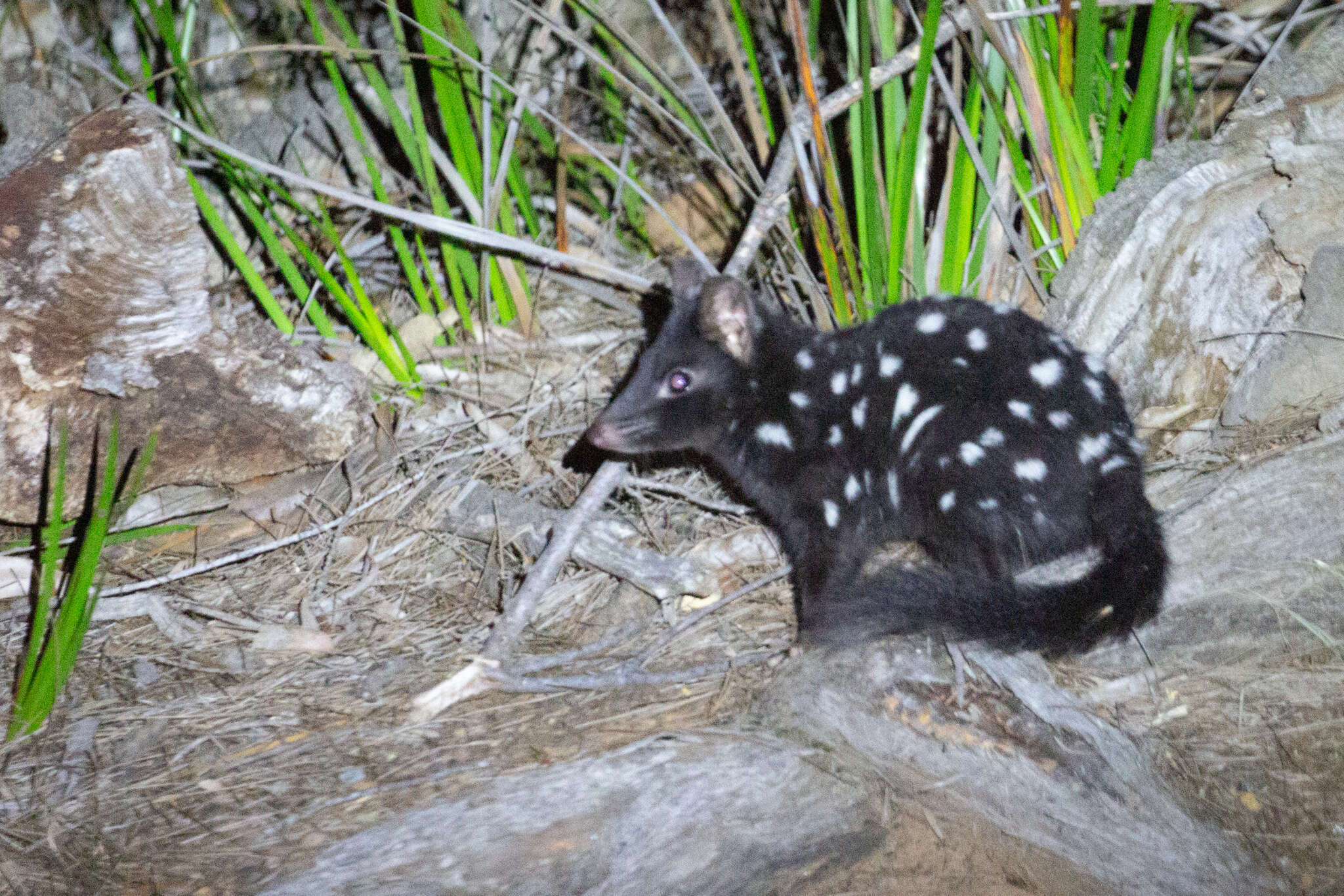 Image of quoll