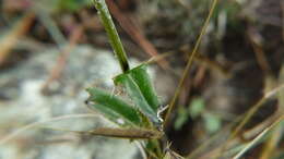 Image of Wheeler's thistle