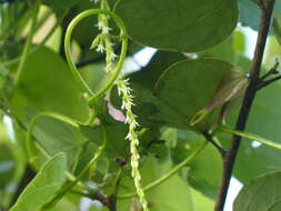 Image of Dioscorea wallichii Hook. fil.