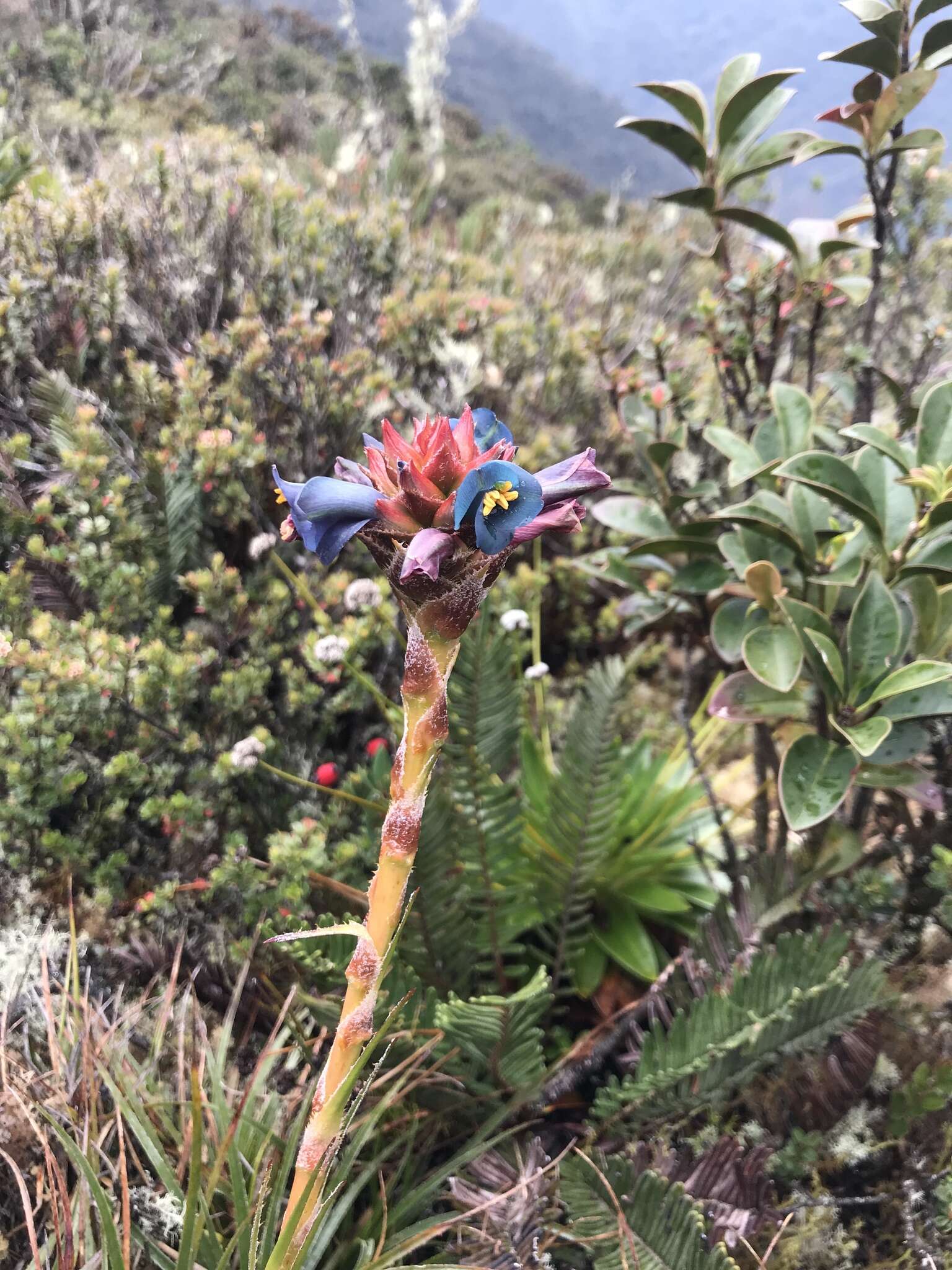 Image of Puya eryngioides André