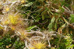 Image of White-lored Gnatcatcher