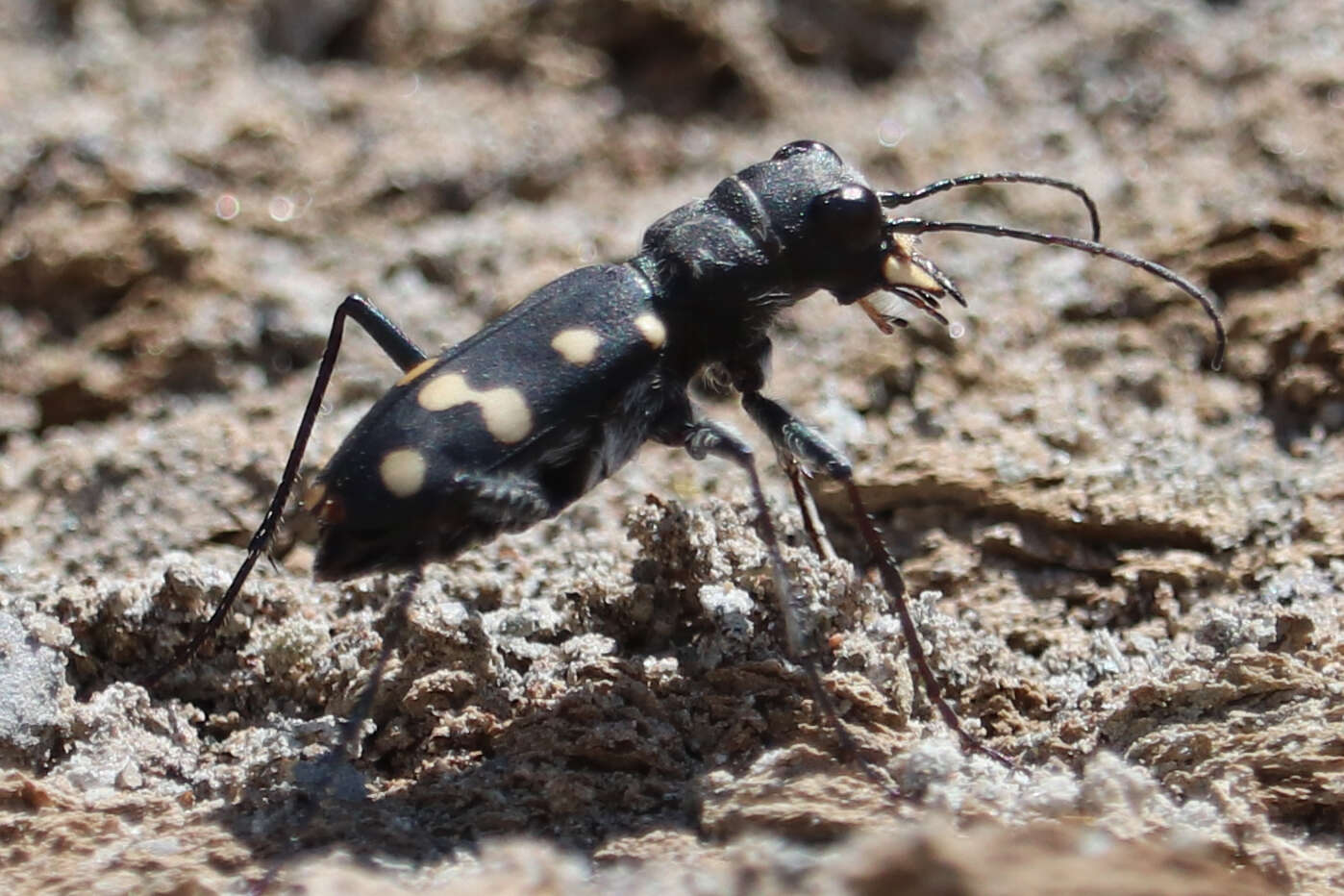 Imagem de Cephalota (Cassolaia) maura (Linnaeus 1758)