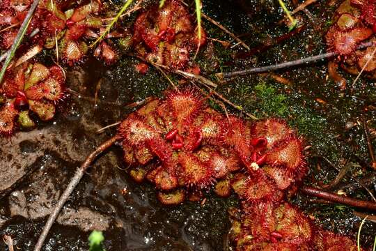 Image of Red sundew