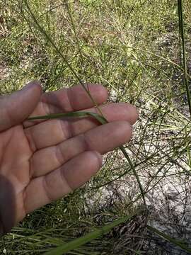 Image of Caribbean crabgrass