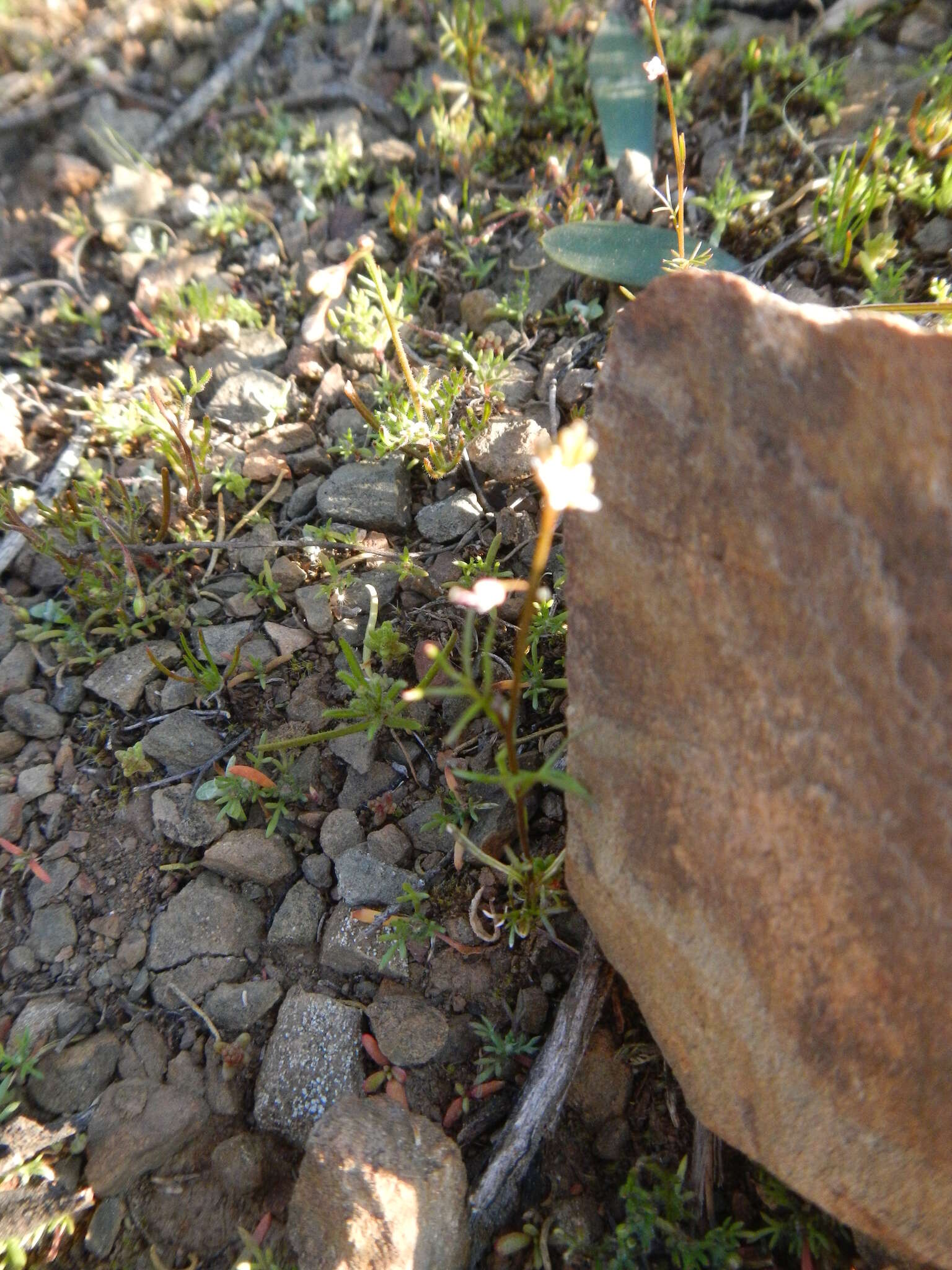 Image de Heliophila pectinata Burch. ex DC.