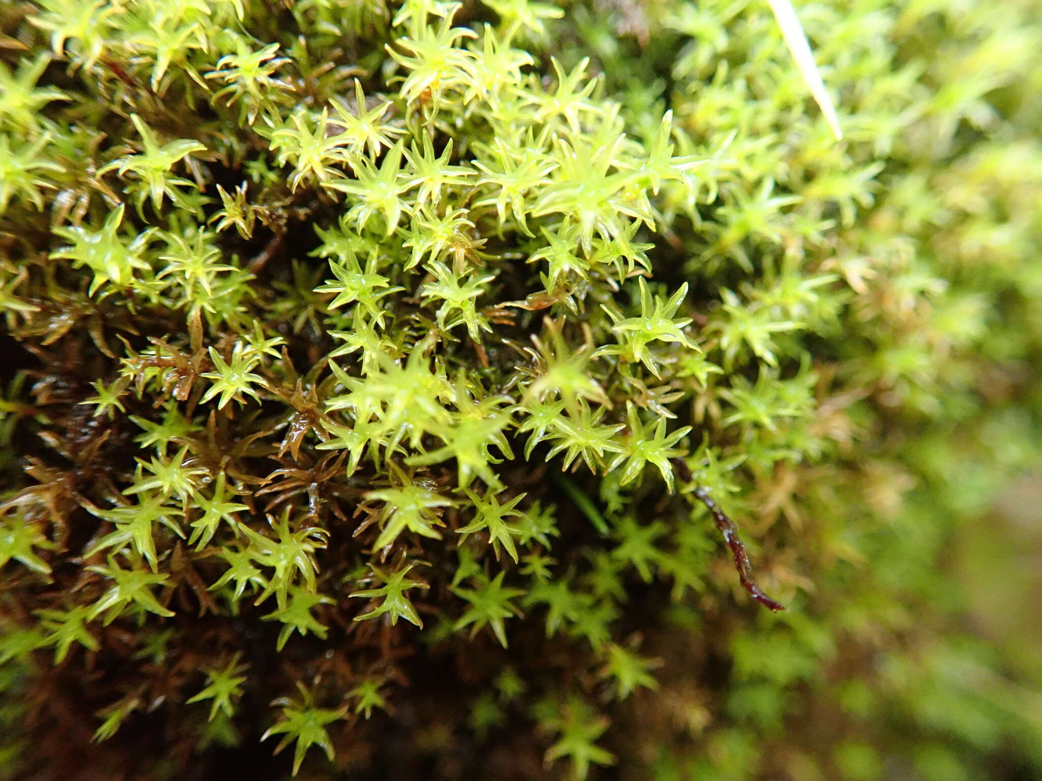 Image of dichodontium moss