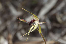 Image of Caladenia graminifolia A. S. George