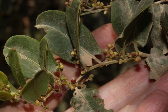 Image of Muehlenbeckia tamnifolia (Kunth) Meisn.