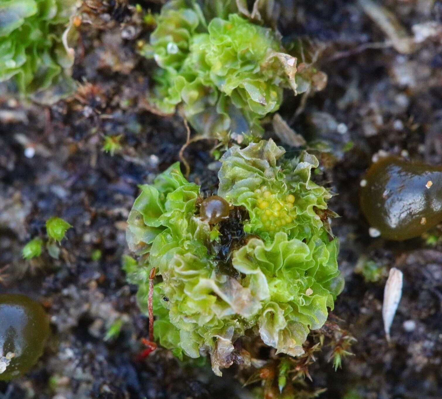 Image of Petalwort