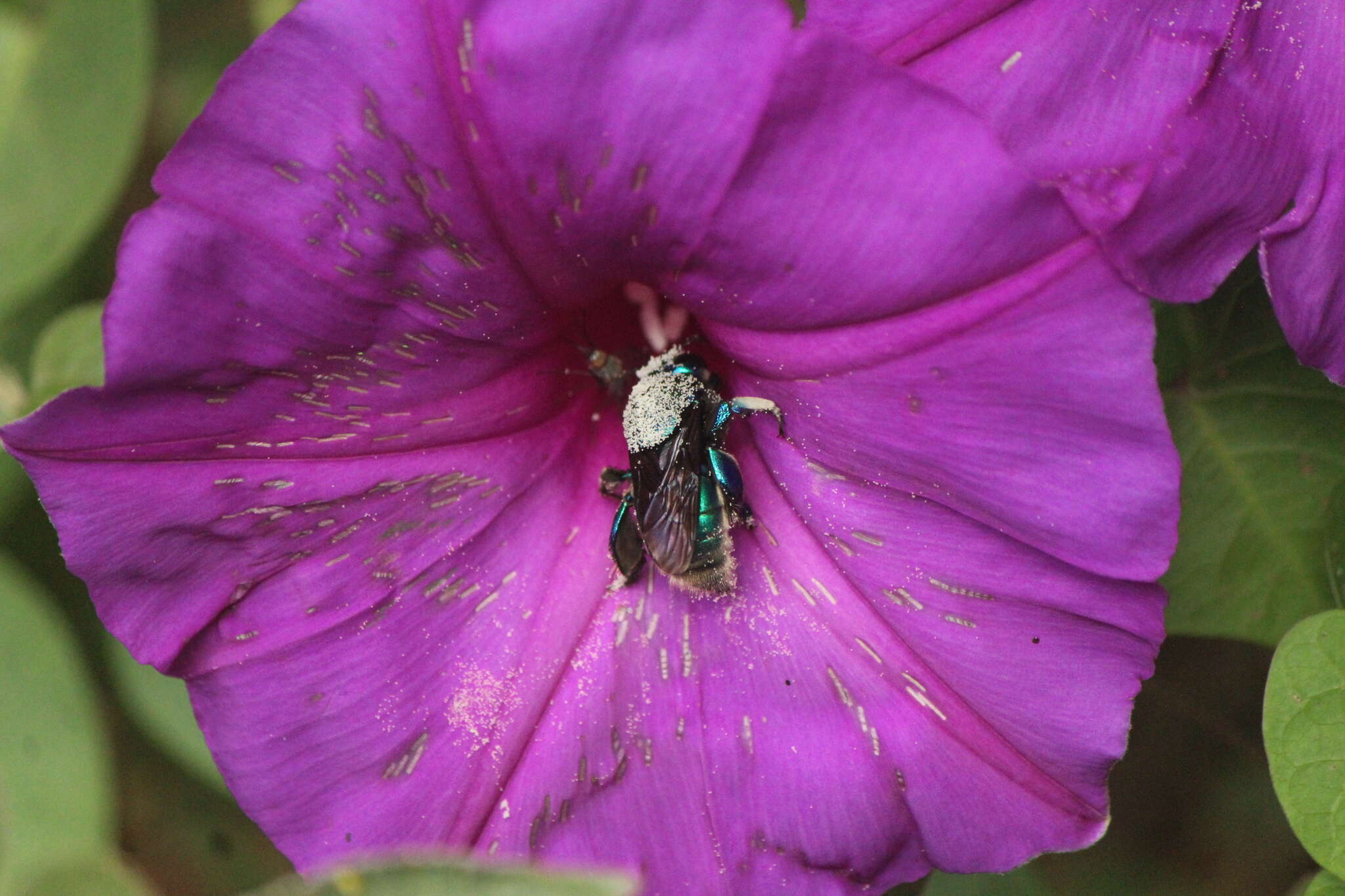 Plancia ëd Eufriesea caerulescens (Lepeletier 1841)