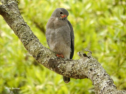 Imagem de Kaupifalco monogrammicus meridionalis (Hartlaub 1860)