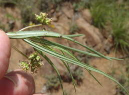 Image de Stenostelma capense Schltr.