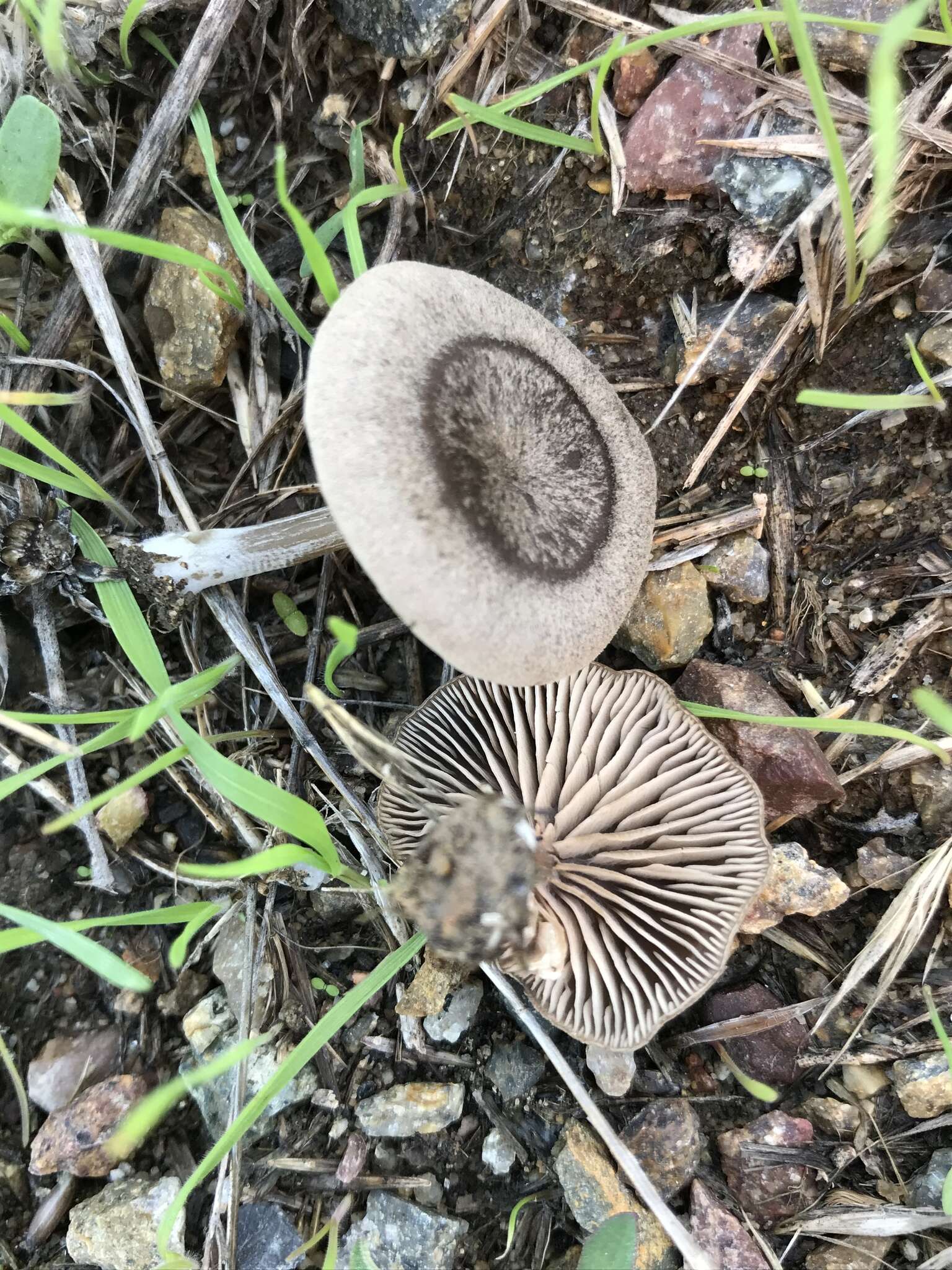 Image of Entoloma edulis (Peck) Noordel. 2008