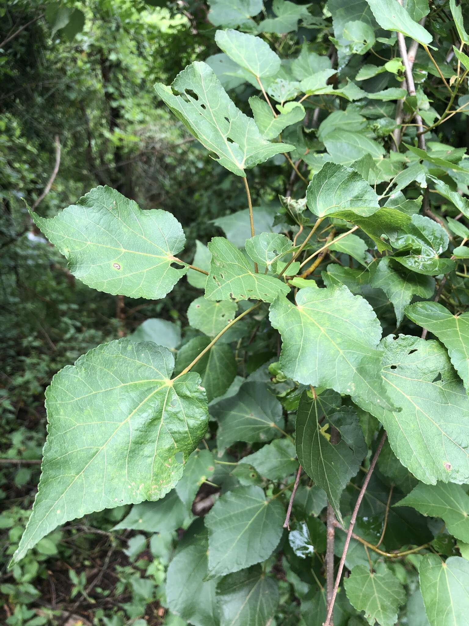 Image of Natal wild pear