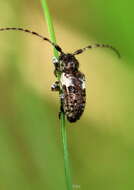 Image of Pogonocherus fasciculatus (Degeer 1775)