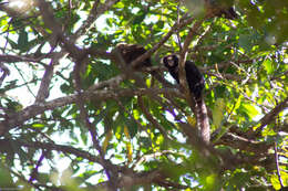 Image of Buffy Tufted-ear Marmoset