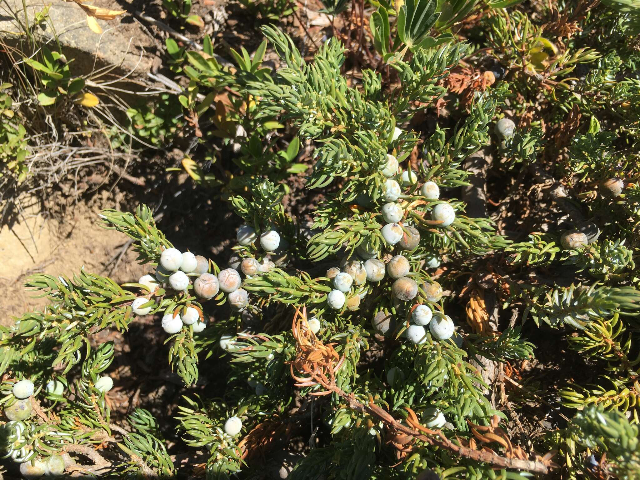 Plancia ëd Juniperus communis var. kelleyi R. P. Adams