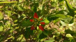 Imagem de Euphorbia heterophylla var. cyathophora (Murray) Griseb.