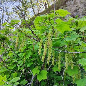 Sivun Ribes mandshuricum (Maxim.) Kom. kuva