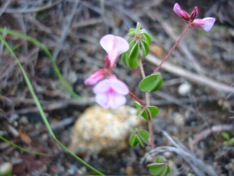 Imagem de Indigofera gracilis Spreng.