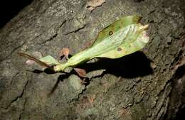 Image of Seychelles leaf insect