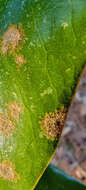 صورة Cephaleuros virescens