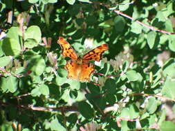 Image of Hoary Comma