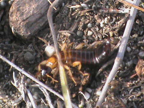 Image of seashore earwig