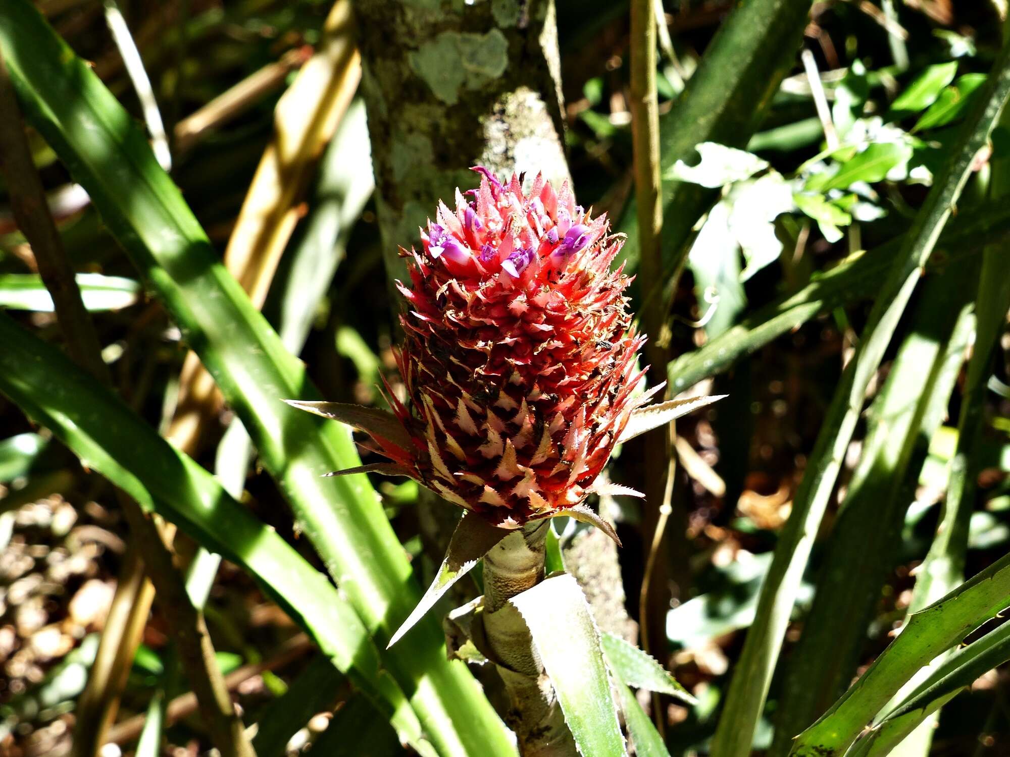 Image of Ananas comosus var. bracteatus (Lindl.) Coppens & F. Leal