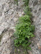 Image of Anemone baldensis subsp. pavoniana (Boiss.) Lainz