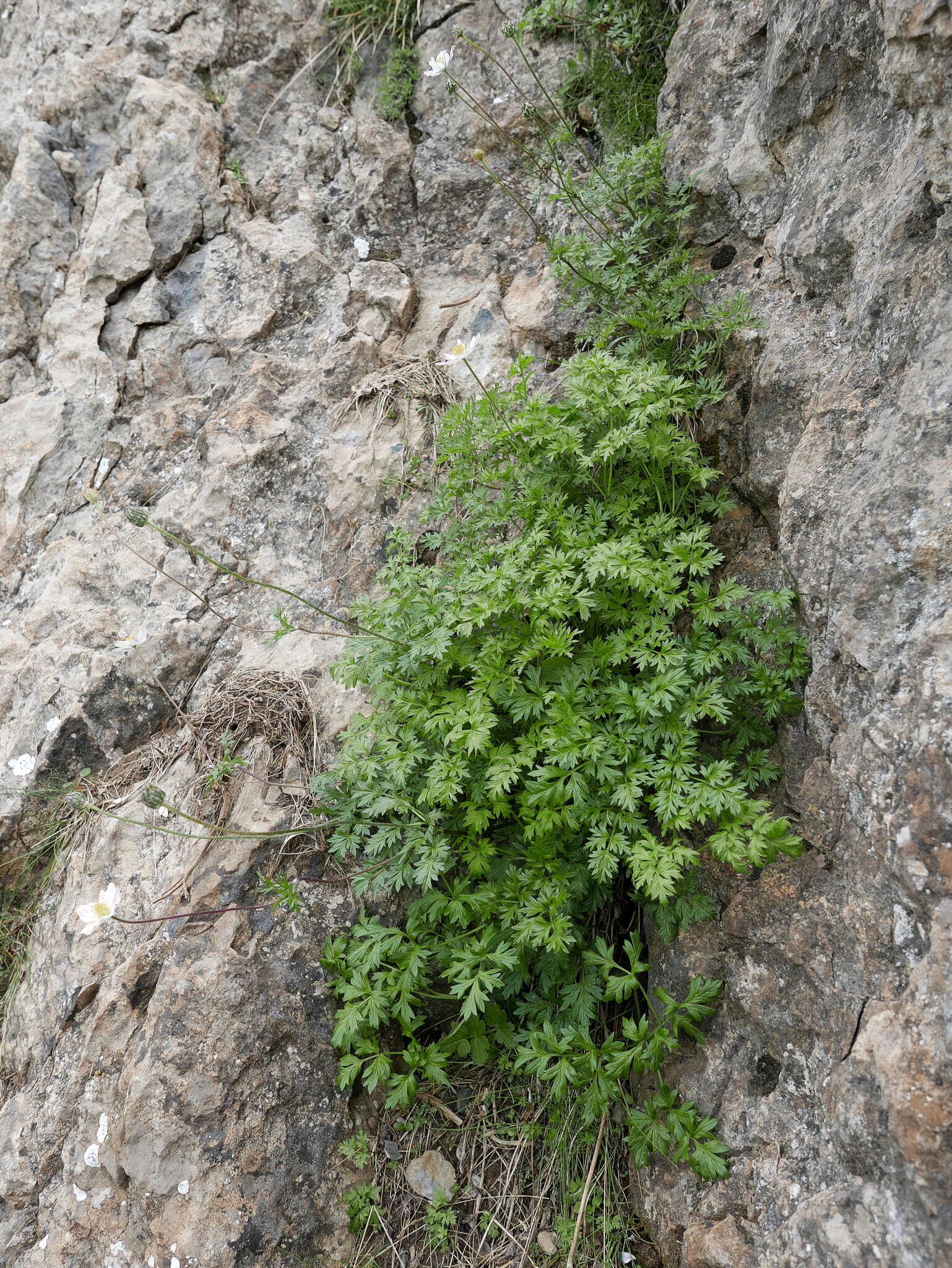 Image of Anemone baldensis subsp. pavoniana (Boiss.) Lainz