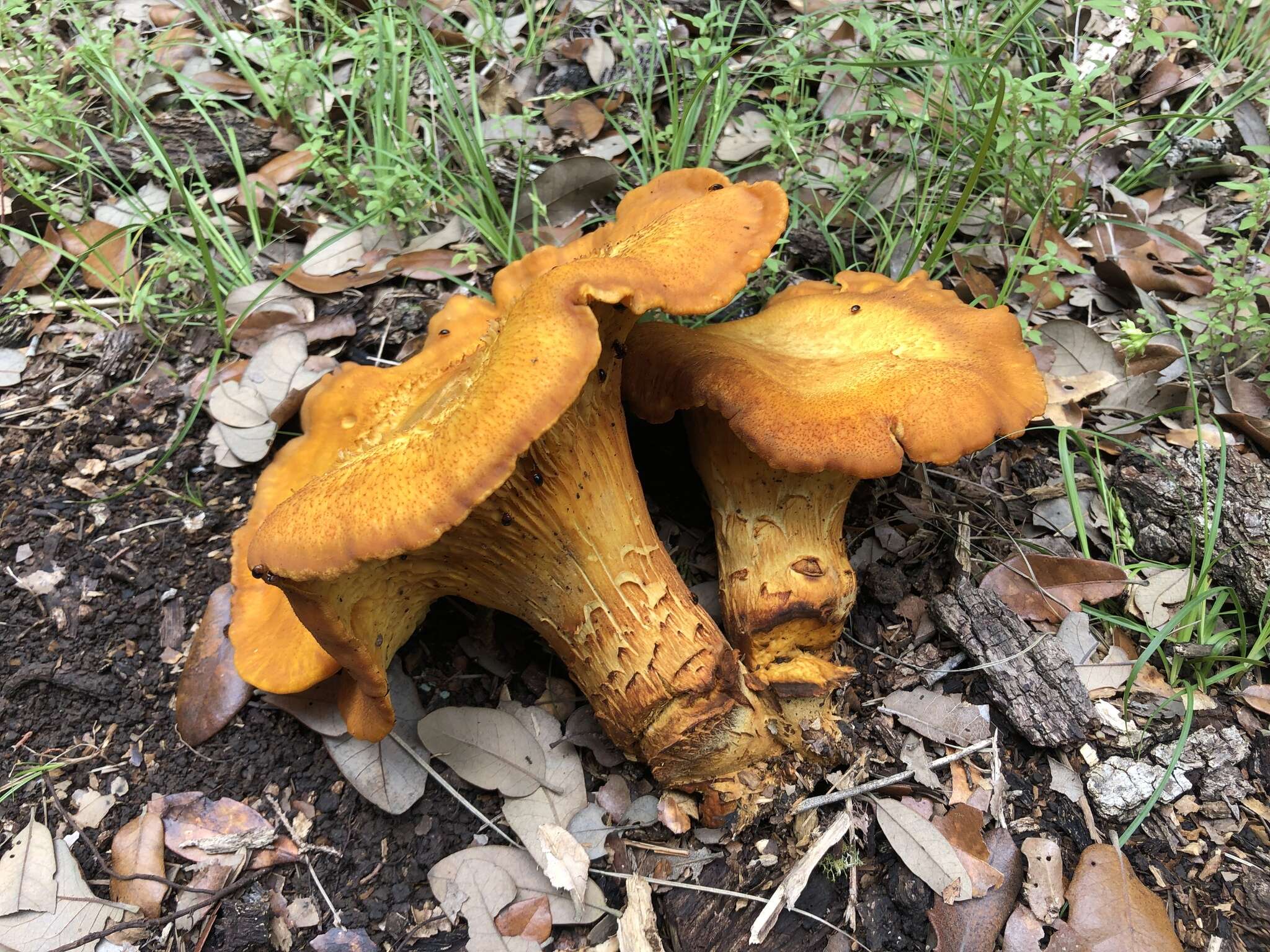 Plancia ëd Omphalotus subilludens (Murrill) H. E. Bigelow 1982