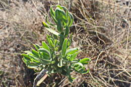 Image of Lobostemon marlothii Levyns