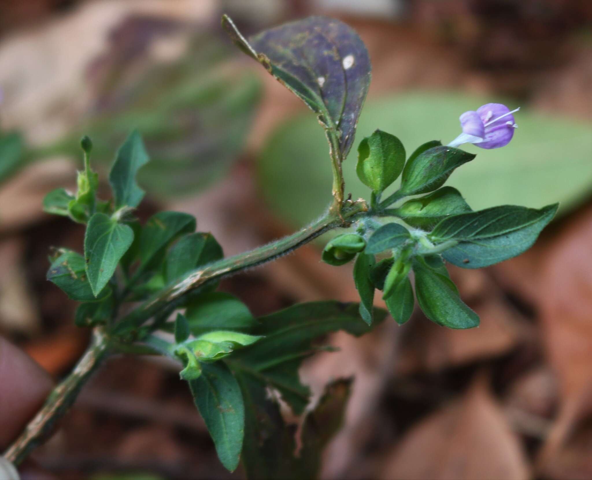 Imagem de Dicliptera foetida (Forssk.) Blatter