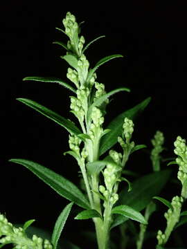 Image of Solidago altissima subsp. altissima