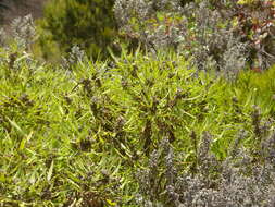 Image of Globularia salicina Lam.