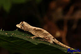 Слика од Anolis scypheus Cope 1864