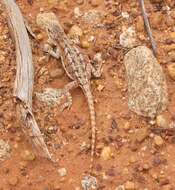 Image of Western netted dragon