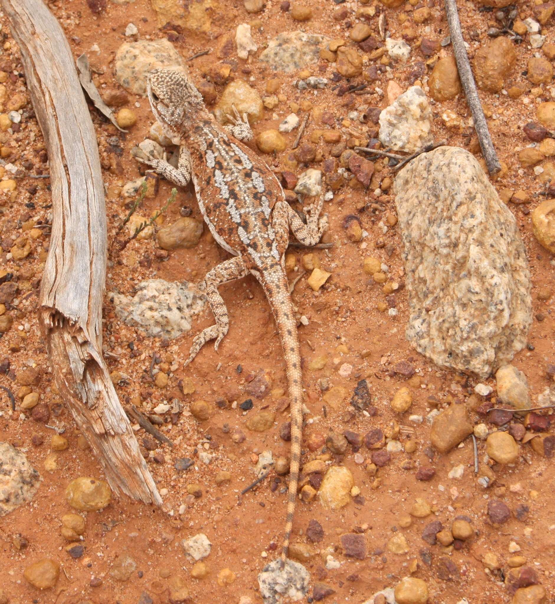 Image of Western netted dragon