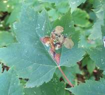 Image of Maple Leafblotch Miner