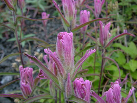 Image of Castilleja rubra (Drob.) Rebr.