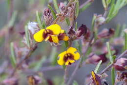 Plancia ëd Bossiaea eriocarpa Benth.